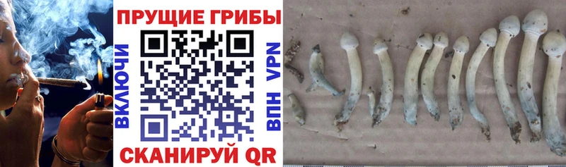 Псилоцибиновые грибы ЛСД  дарнет шоп  Талдом 